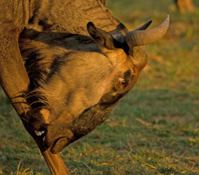 Red hartebeest