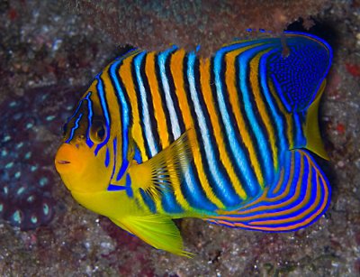 Royal Angelfish.