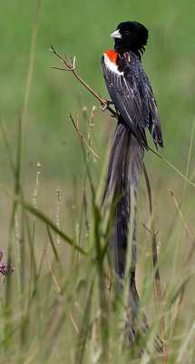 Long tailed widow