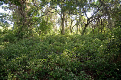 Coastal forests