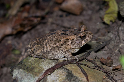 Forest frog
