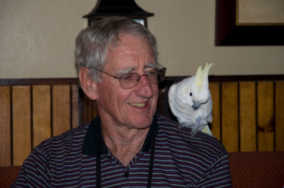 Bob and the cockatiel