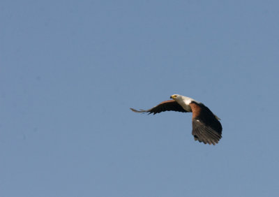 Fish eagle in flight