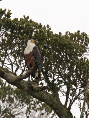Fish Eagle surveying territory - Wavecrest