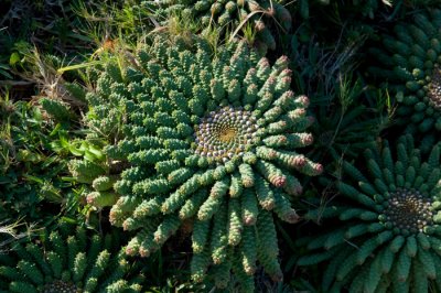 Wild succulent