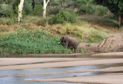 Elephant on banks of Limpopo