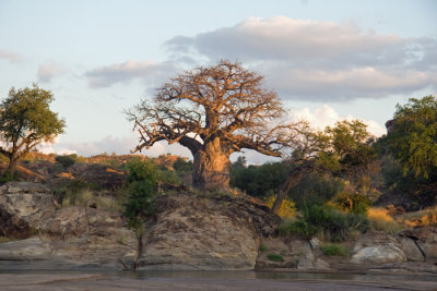 Limpopo baobab