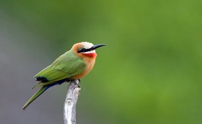 Another bee eater