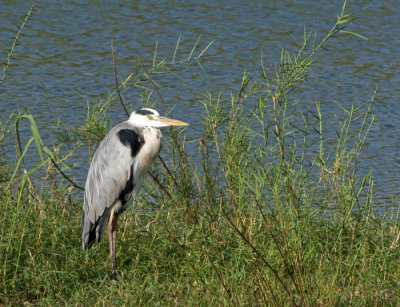 Grey heron