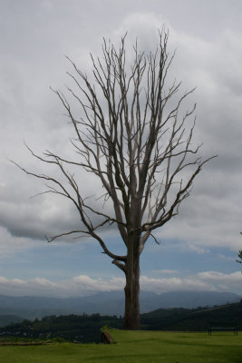 Lightning tree