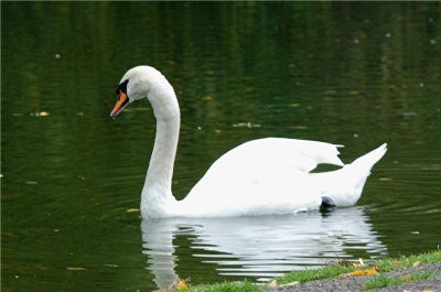 Bath Swan