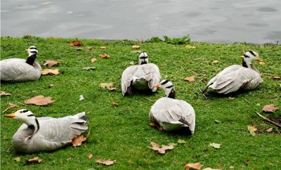 London Bar-headed Geese