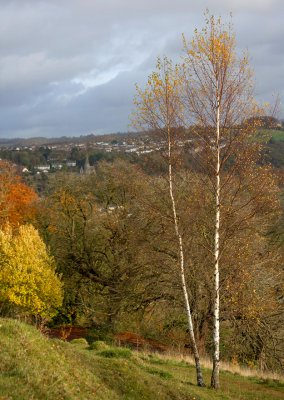 Birches and Stroud