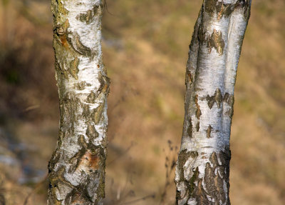 silver birches