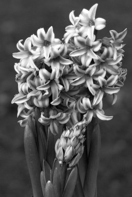 Hyacinth mono