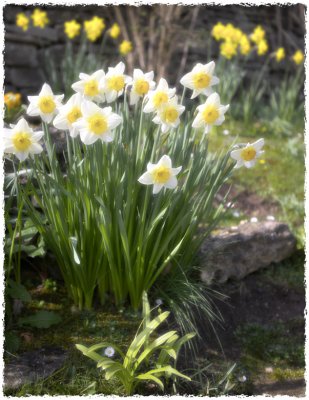 Rosemary's daffs(2)