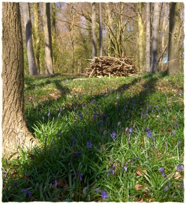 Standish Woods, spring(2)