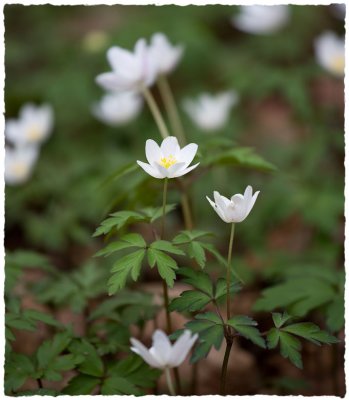 anemones