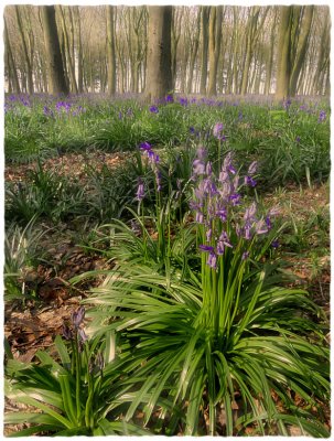 Bluebell wide