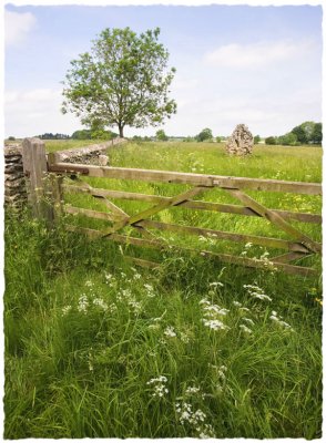 The rock, the tree, the gate(1)