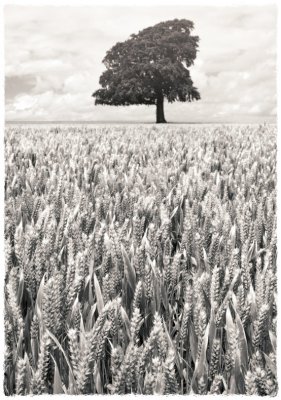 Harvest(2009), red filter, platinum toned