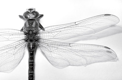 Dragonfly 2009
