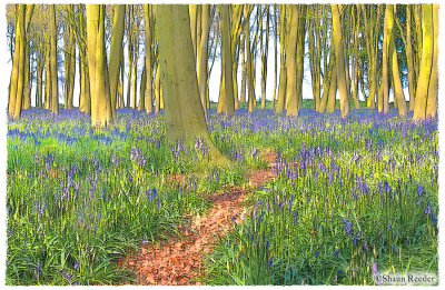 Bluebell Wood design