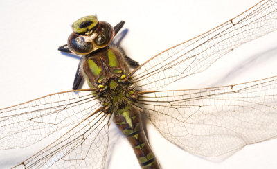 Dragonfly 2009(2)