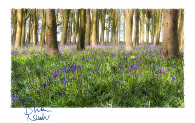 Bluebell Wood