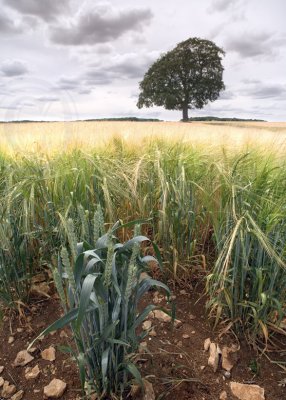 2154-Like Wheat Among Barley