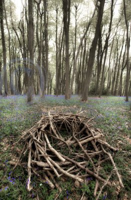 1832-woodpile