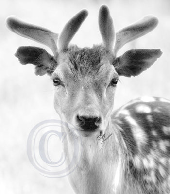 1959-Dyrham deer