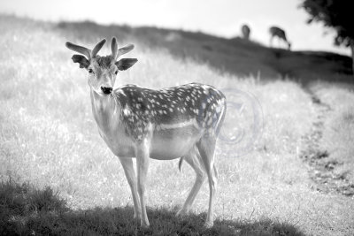 1961-Dyrham deer(pl)