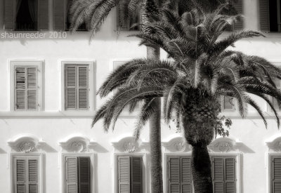 OH523-facade with palm tree