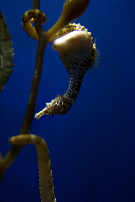 Sea Horse