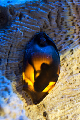 Shark Egg