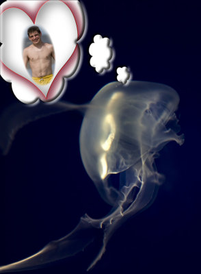 What Jellyfish Dream Of