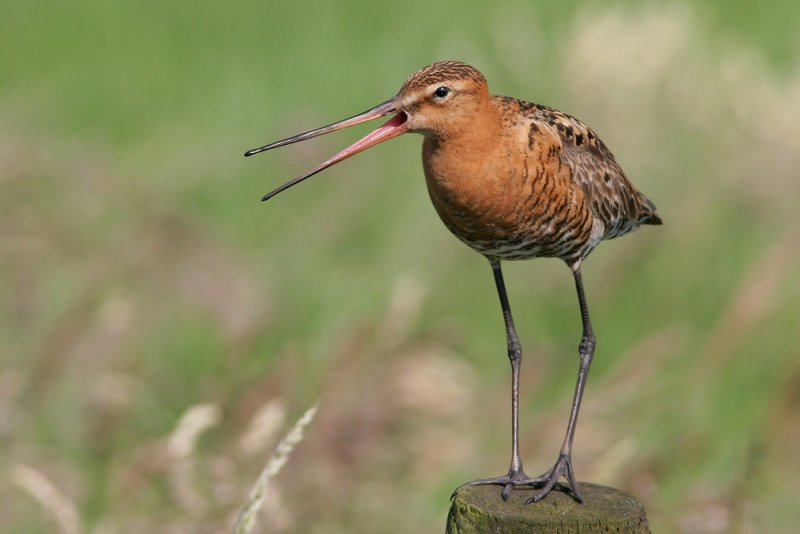 Black-tailed Godwit