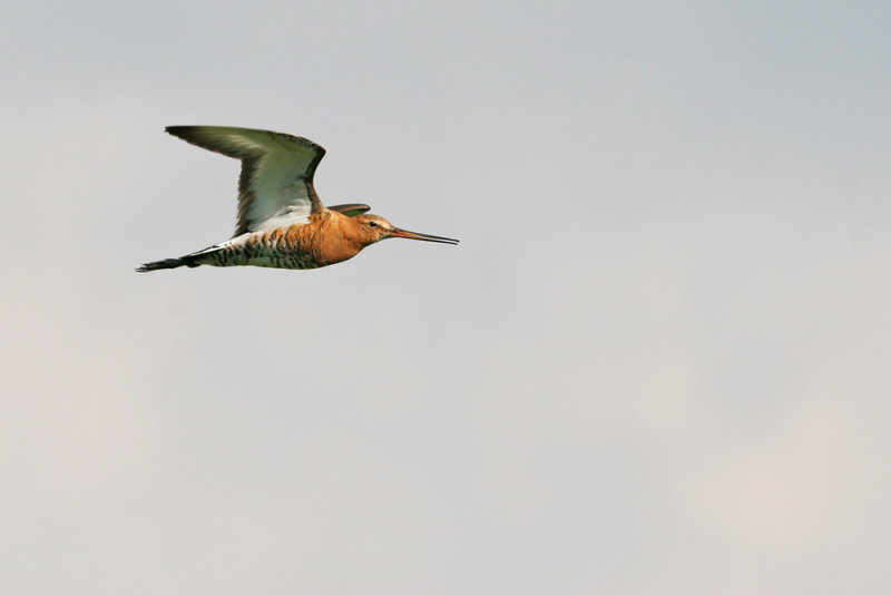 Black-tailed Godwit