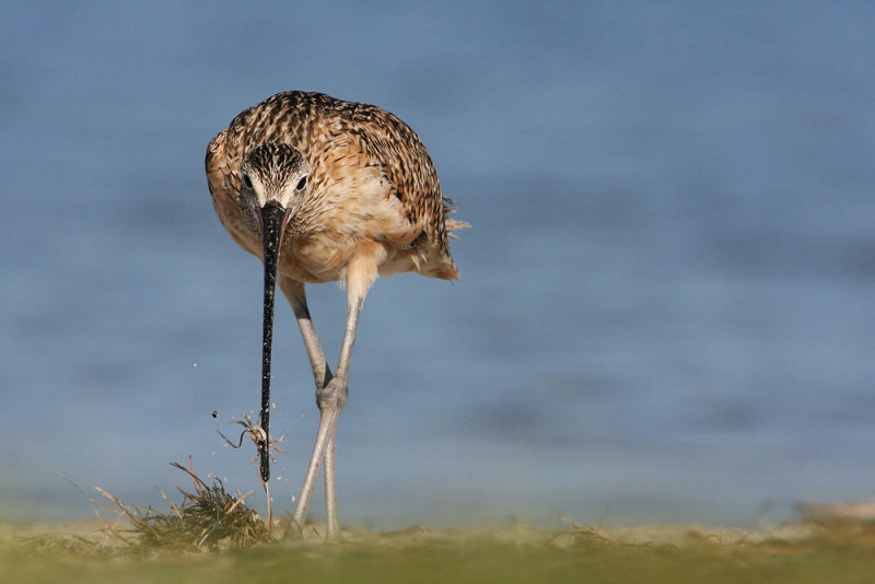 Long-billed Curlew