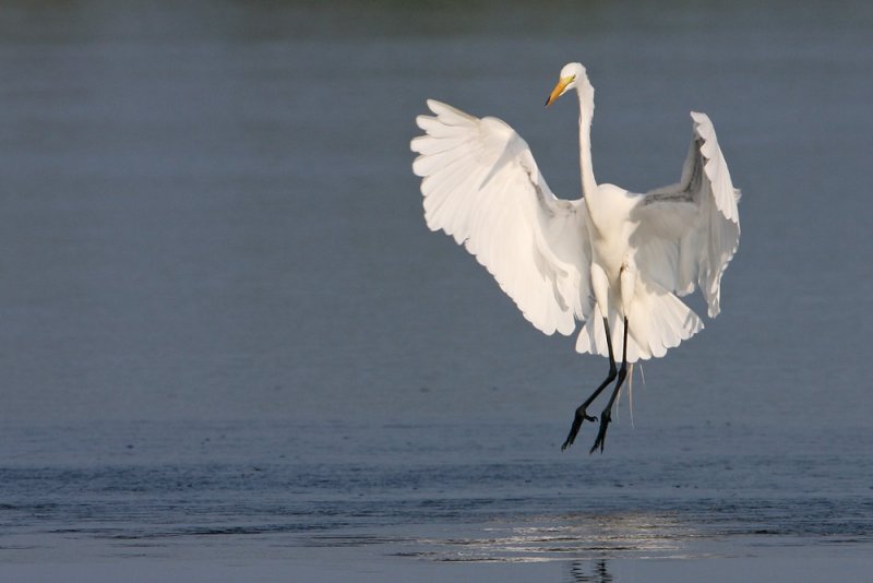 Great Egret