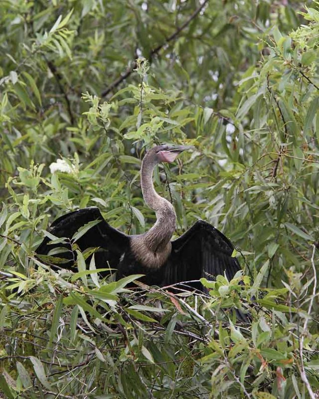 Anhinga