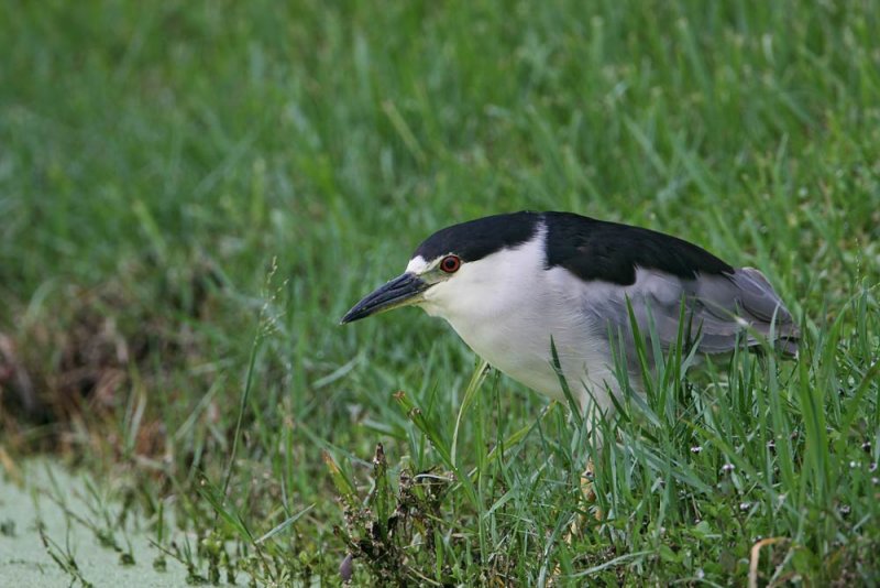 Black-crowned Night Heron