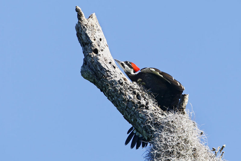 Pileated Woodpecker