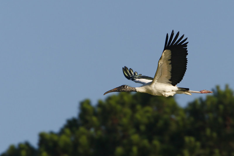 Wood Stork