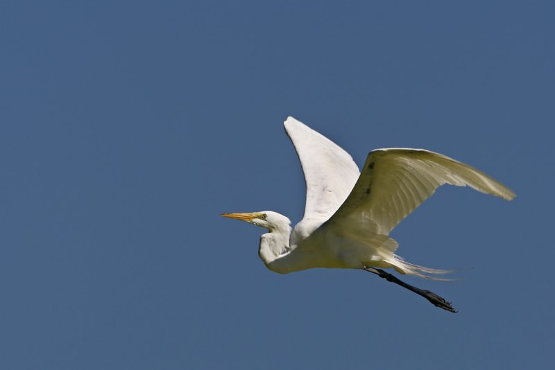 Great Egret