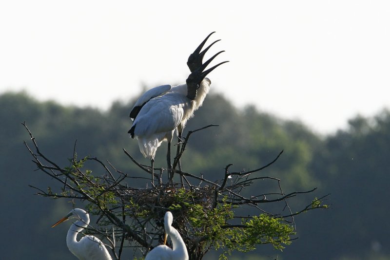 Wood Stork