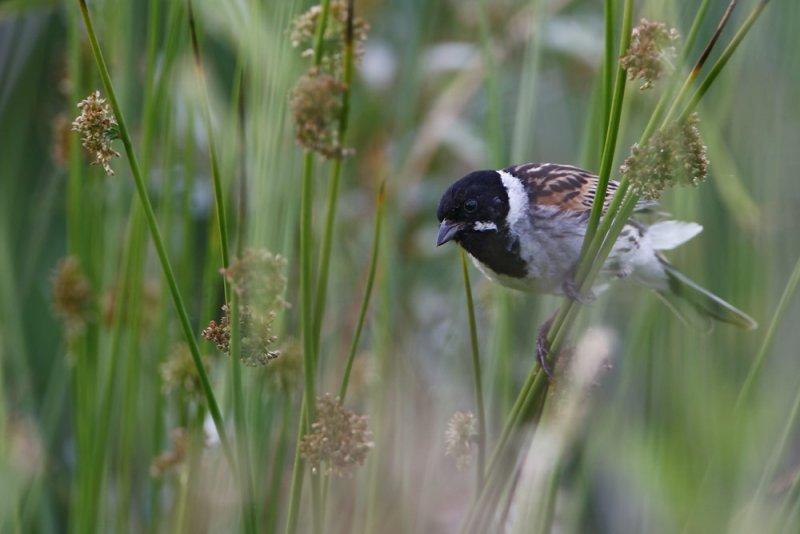 Reed Bunting