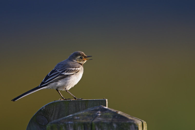 White Wagtail