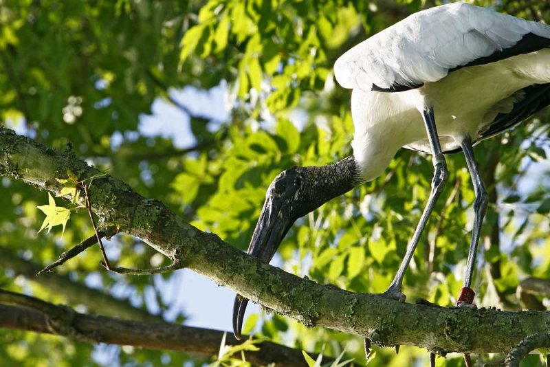 Wood Stork